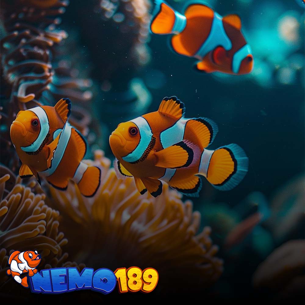nemo189 Photo