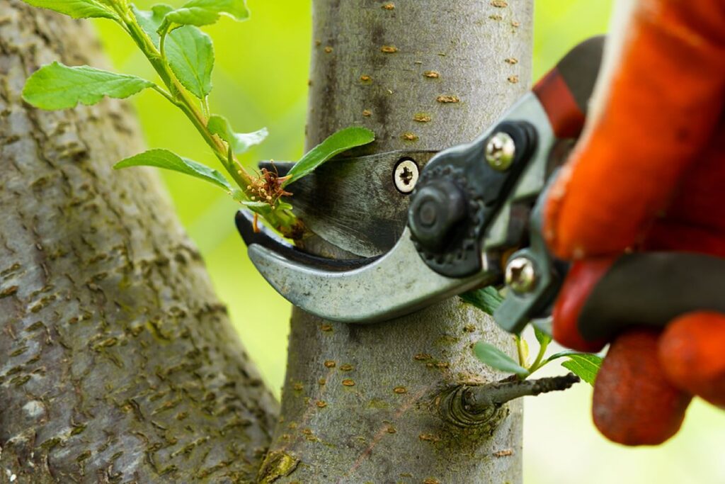 hedge maintenance