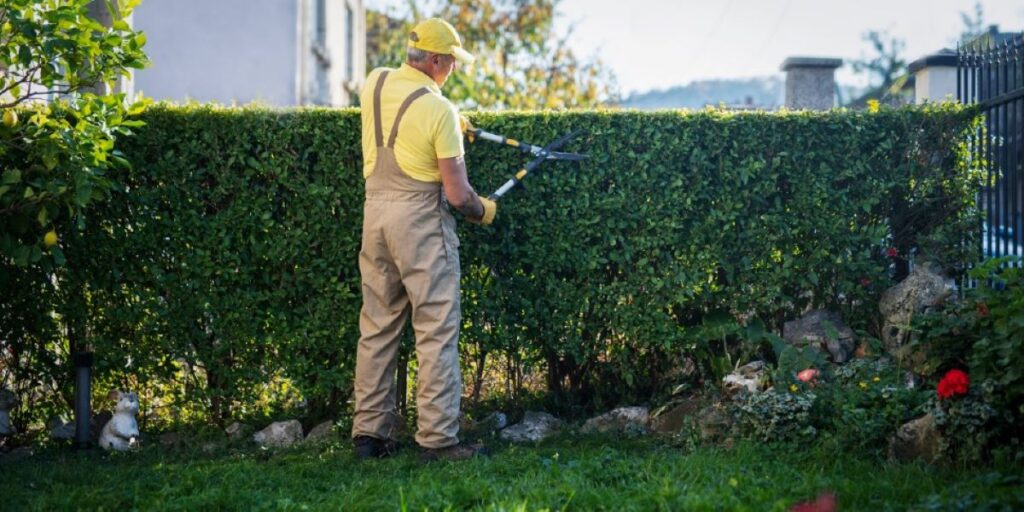 residential hedge trimming