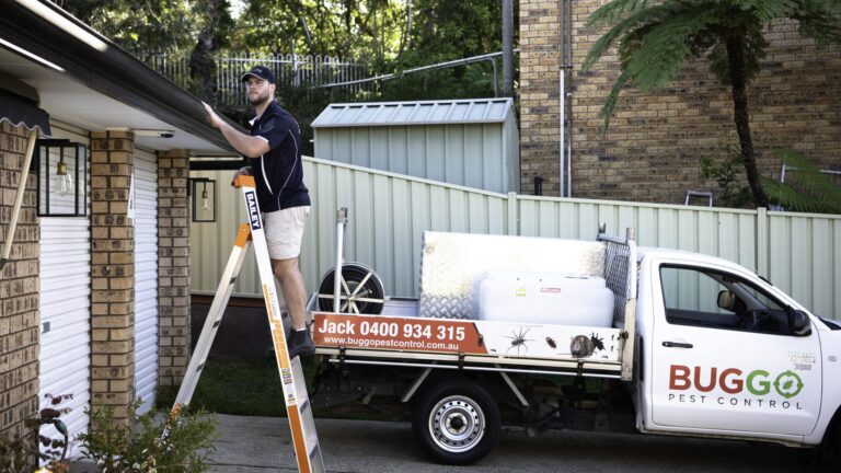 Why Termite Treatment Sydney Is Essential for Protecting Your Property