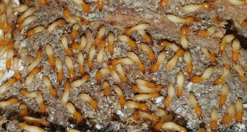 Why Termite Treatment Sydney Is Essential for Protecting Your Property