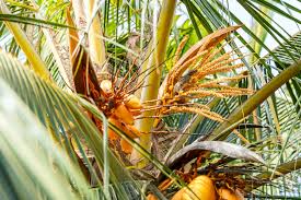 Palm Tree Removal: Why It’s Not a DIY Job