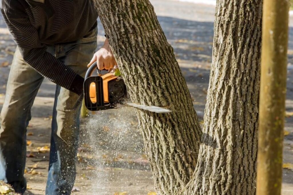 tree and stump removal