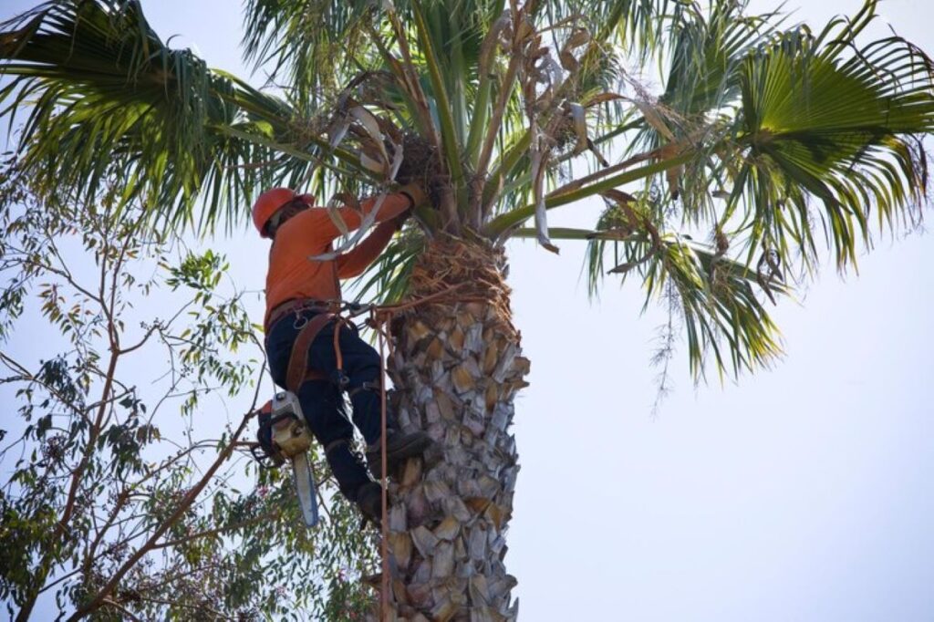 palm tree removal