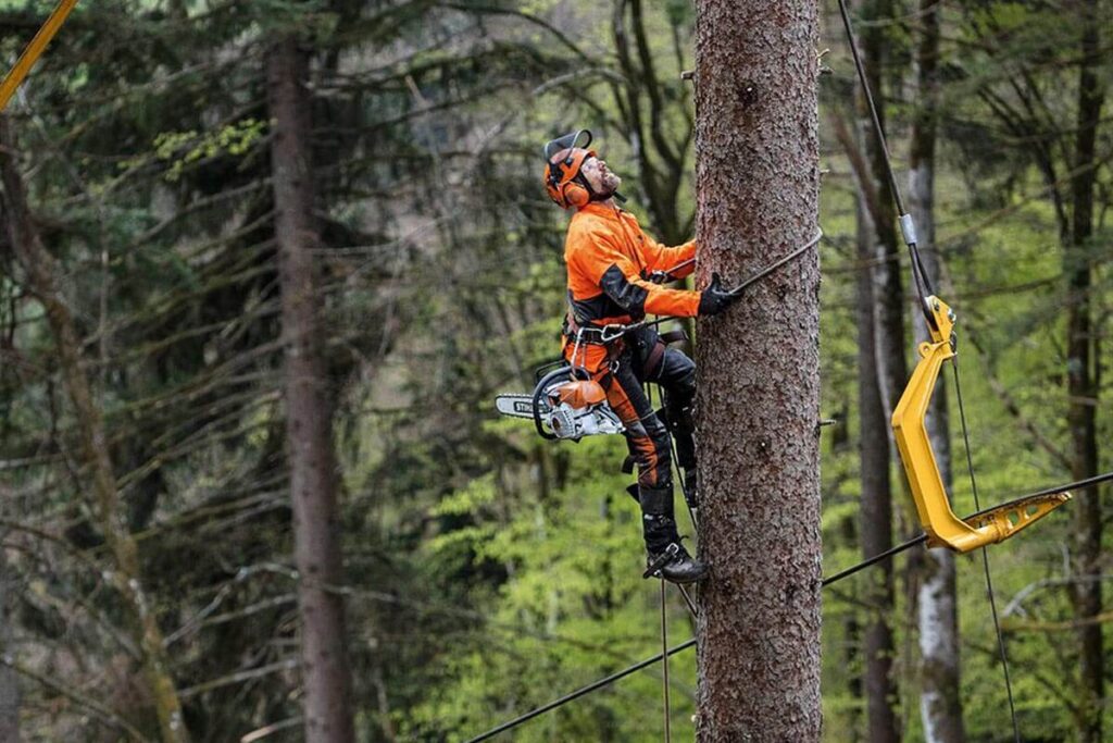 Tree Pruning Eastern Suburbs