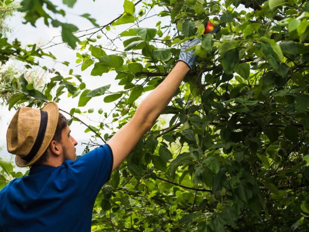 Tree Pruning Eastern Suburbs